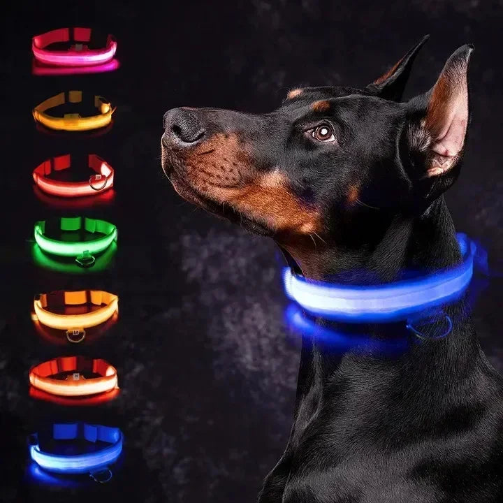 Collier lumineux LED pour chien, réglable et rechargeable