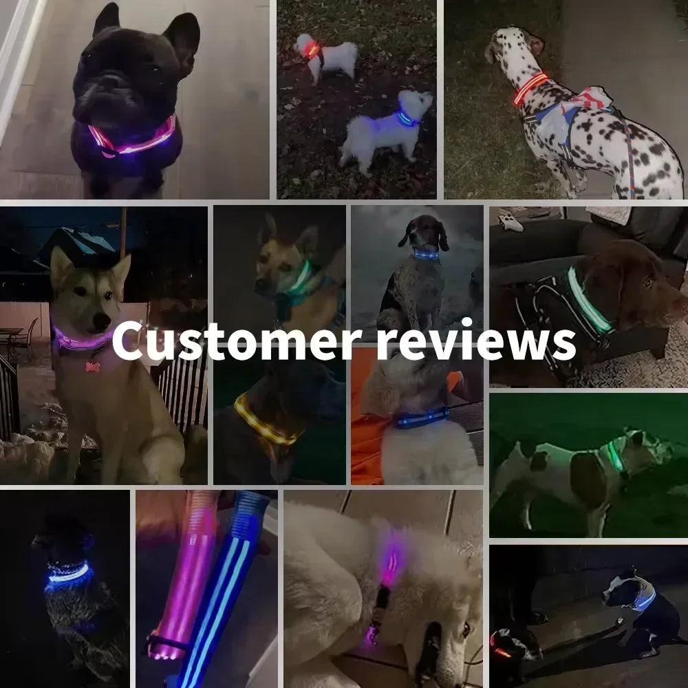 Collier lumineux LED pour chien, réglable et rechargeable